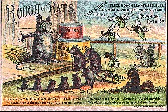 Rough on rats