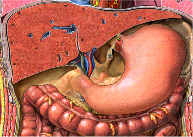 stomach - faculty.ucc.edu - May 26 2009